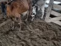Ziegenbock, Ziegen — Foto 1