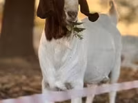 बकरी, Boer goat — फ़ोटो 2