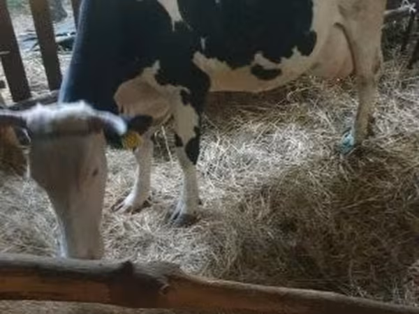 Vaca, Russian Black pied cattle