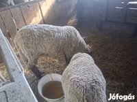 Sheep, Sheep — photo 2
