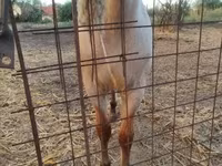 Pastuv, Welsh Cob — fotografija 4