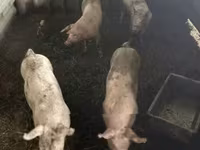Locha, Świnie — zdjęcie 2