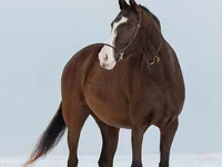 Kobila, Akhal-Teke — fotografija 7