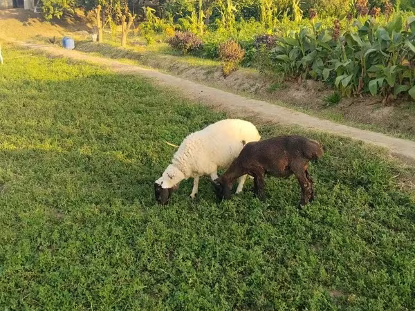 Baran, Owce