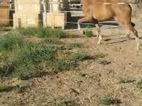 Stute, Dutch warmblood horse — Foto 6