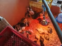 Chickens — fotografija 2