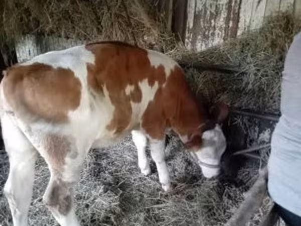 Cow, Simmental cattle
