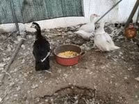 Ducks — foto 2