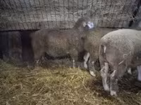 Qoç, Ile-de-France sheep — foto 1