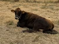 Cow, Swiss cattle — photo 1