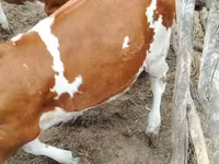 Bull, Holstein breed — photo 2
