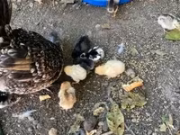 Chickens — Foto 1