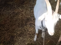 Goat, Saanen goat — photo 5