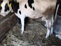 Krowa, Russian Black pied cattle — zdjęcie 2