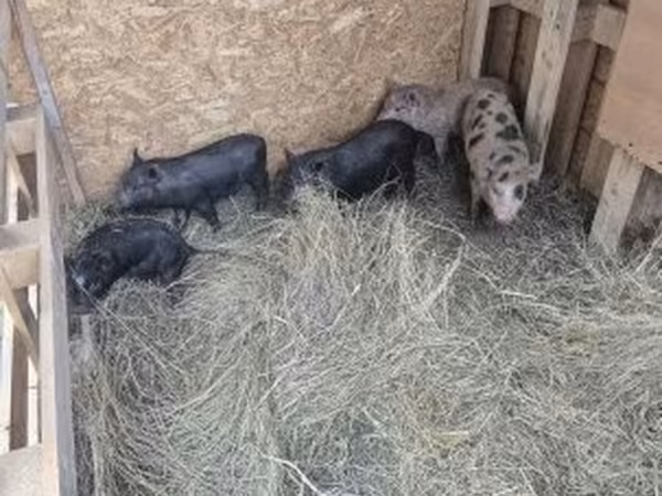 Świnie (partia, płeć nieokreślona),  — Węgry