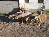 Schafe (Partie, Geschlecht nicht angegeben), Hissar sheep — Foto 6