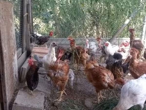 Chickens