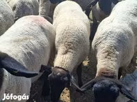 Schaf, White Suffolk sheep — Foto 1