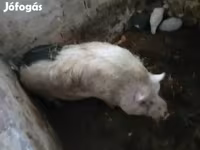 Eber, Schweine — Foto 1