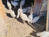 Turkeys — photo 1