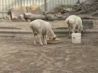 Ovan, Suffolk sheep — fotografija 3