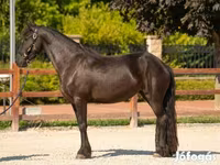فرس, Friesian — الصورة 3
