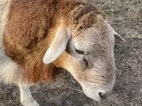 Bélier, Dorper sheep — photo 1