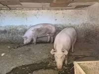 母猪, Крупная белая — 照片 3