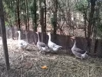 Geese — zdjęcie 1