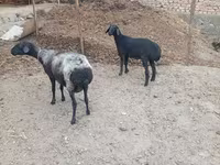نعجة, الأغنام — الصورة 3
