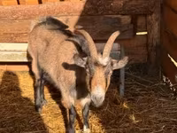 Goat, Goats — photo 3