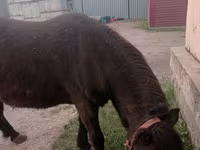 Kobila, Shetland Pony — fotografija 1