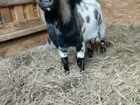 Taka, Dutch Landrace goats — 2-rasm
