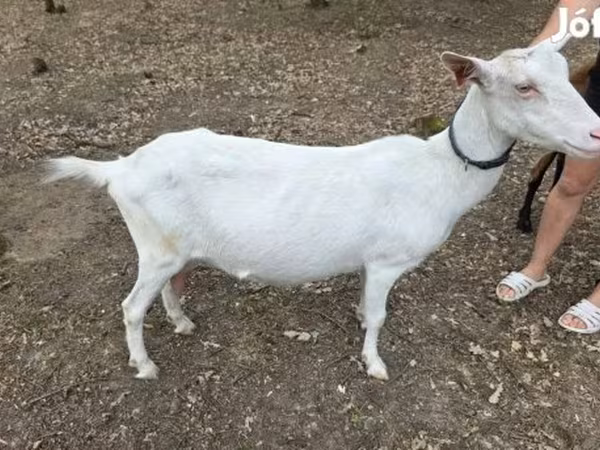 母山羊, Saanen goat