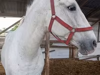 घोड़ी, Lipizzaner — फ़ोटो 3