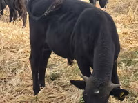 Bull, Aberdeen-Angus — photo 1