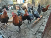 Marans — Foto 5