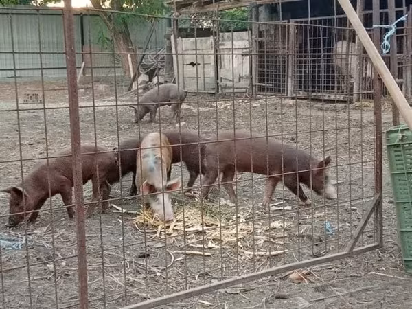 Knur, Świnie — Węgry