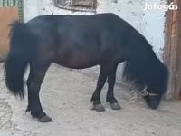 母马, Horses — 照片 2