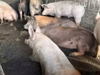 Cerdos (lote, sexo no especificado), Cerdos — foto 5