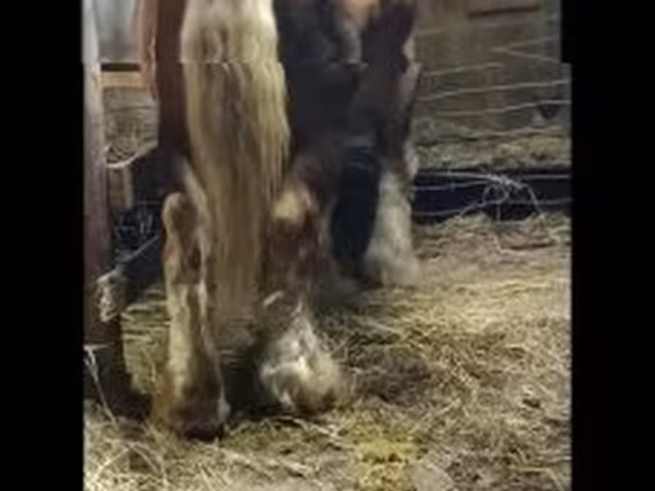 Cavalo, Cavalos