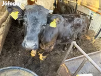Rinder (Partie, Geschlecht nicht angegeben), Rinder — Foto 7