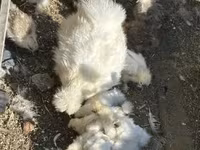 Silkie — photo 3