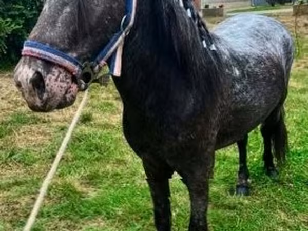 At, Appaloosa