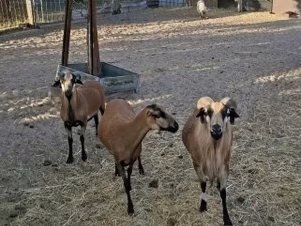 मेढ़ा, Cameroon sheep