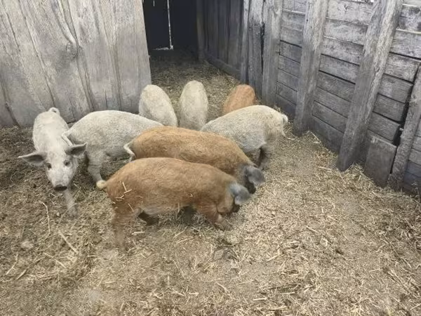 Locha,  — Węgry