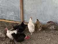 Chickens — foto 6