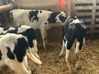 Bulle, Russian Black pied cattle — Foto 4