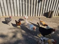 Chickens — zdjęcie 3