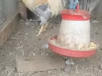 gallina danesa — foto 6